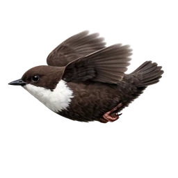 White-throated Dipper, in flight