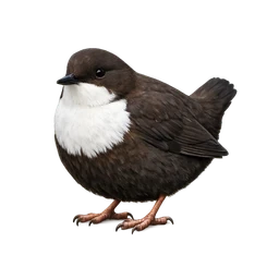 White-throated Dipper