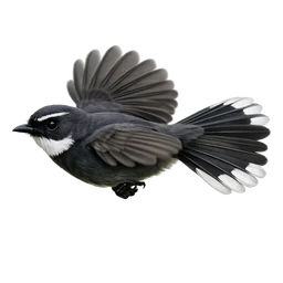 White-throated Fantail, in flight