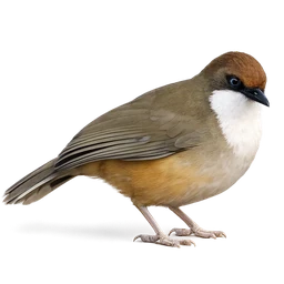 White-throated Laughingthrush