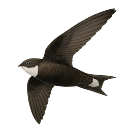 White-throated Needletail, in flight