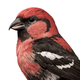 White-winged Crossbill, profile
