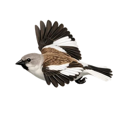 White-winged Snowfinch, in flight