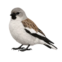 White-winged Snowfinch