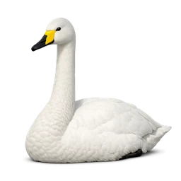 Whooper Swan