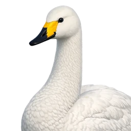 Whooper Swan, profile