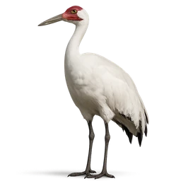 Whooping Crane