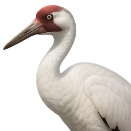 Whooping Crane, profile