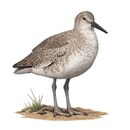 Willet