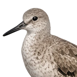 Willet, profile