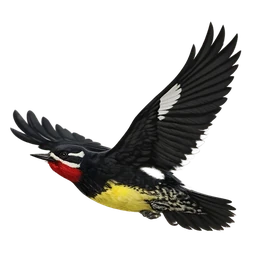Williamson’s Sapsucker, in flight