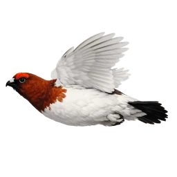 Willow Ptarmigan, in flight