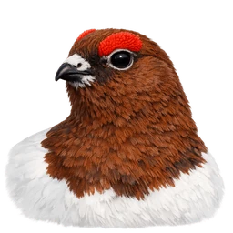 Willow Ptarmigan, profile