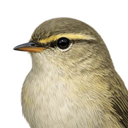 Willow Warbler, profile