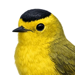 Wilson's Warbler, profile