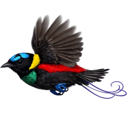Wilson’s Bird-of-paradise, in flight