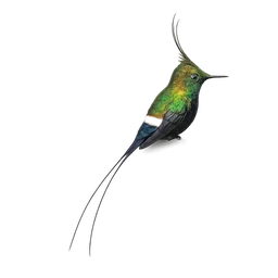 Wire-crested Thorntail