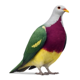 Wompoo Fruit-Dove