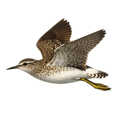Wood Sandpiper, in flight