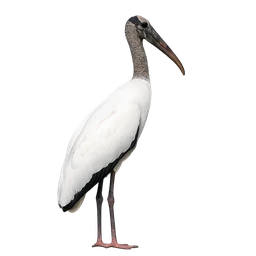 Wood Stork