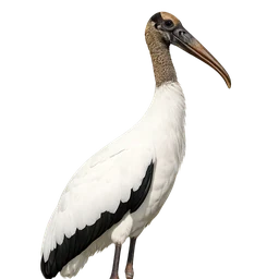Wood Stork, profile