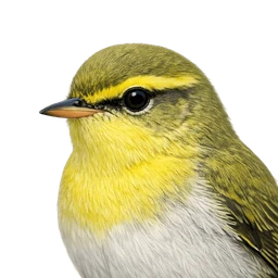 Wood Warbler, profile