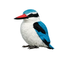 Woodland Kingfisher