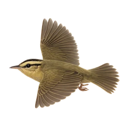 Worm-eating Warbler, in flight