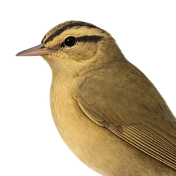 Worm-eating Warbler, profile