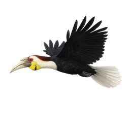 Wreathed Hornbill, in flight