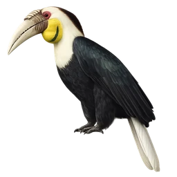 Wreathed Hornbill