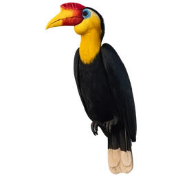 Wrinkled Hornbill