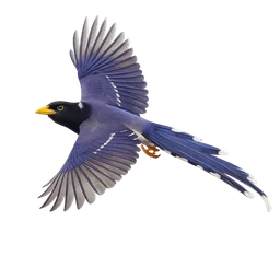 Yellow-billed Blue Magpie, in flight
