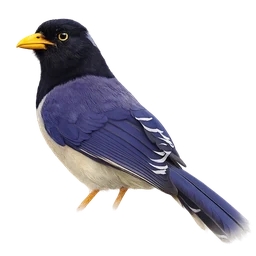 Yellow-billed Blue Magpie, profile