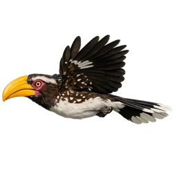 Yellow-billed Hornbill, in flight