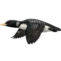 Yellow-billed Loon, in flight