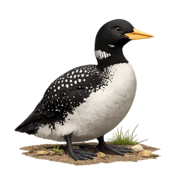 Yellow-billed Loon