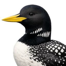 Yellow-billed Loon, profile