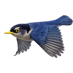 Yellow-billed Nuthatch, in flight