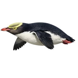 Yellow-eyed Penguin, in flight