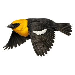 Yellow-headed Blackbird, in flight