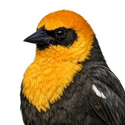 Yellow-headed Blackbird, profile
