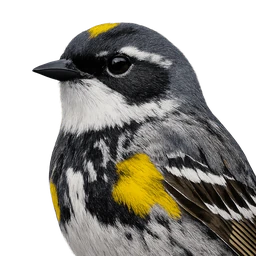 Yellow-rumped Warbler, profile