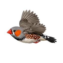 Zebra Finch, in flight
