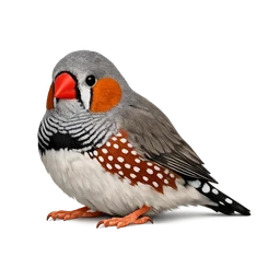Zebra Finch