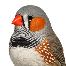 Zebra Finch, profile