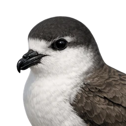 Zino's Petrel, profile