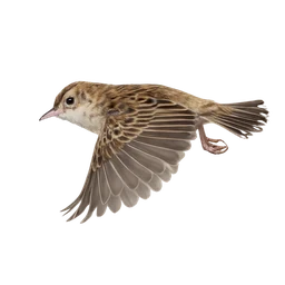 Zitting Cisticola, in flight