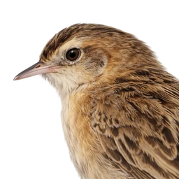 Zitting Cisticola, profile